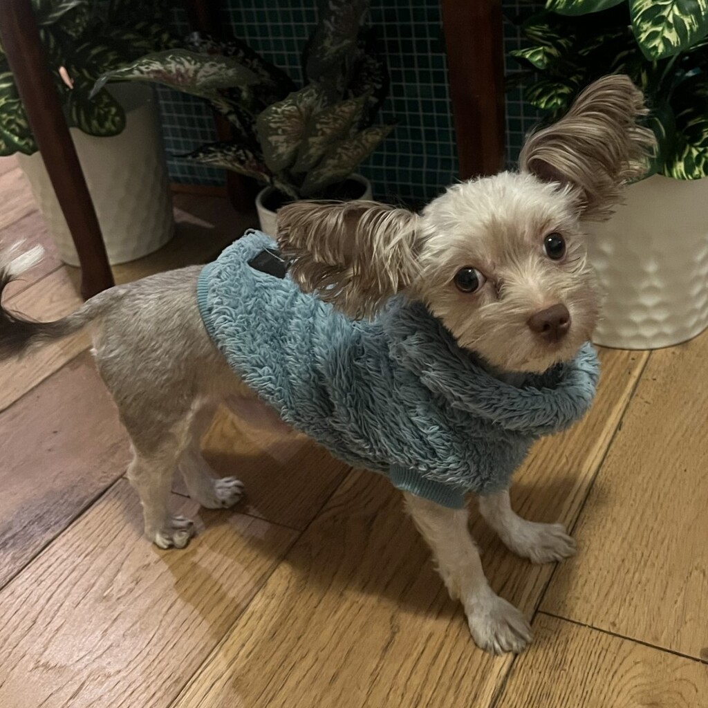 yorkipoo puppies Melbourne