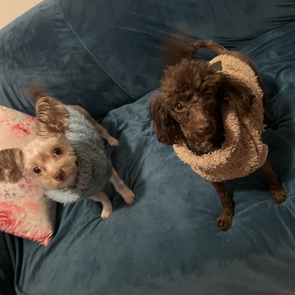 yorkipoo puppy for sale