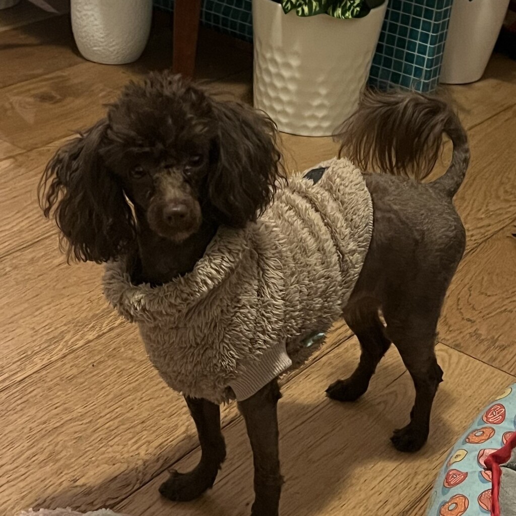 yorkipoo puppies for sale