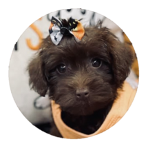 yorkipoo breeder Melbourne